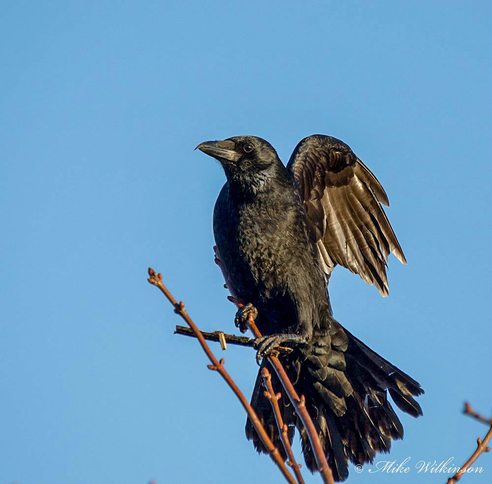 Click image for larger version

Name:	nikon-d7000-sigma-120-400_11820452666_o.jpg
Views:	23
Size:	161.1 KB
ID:	156274
