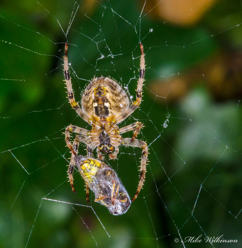 Click image for larger version

Name:	nikon-d7000-sigma-105mm-macro_9877218895_o.jpg
Views:	31
Size:	240.0 KB
ID:	156334