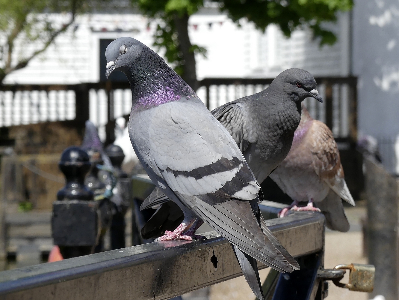 Click image for larger version

Name:	tn__1040543.JPG
Views:	80
Size:	863.5 KB
ID:	156355