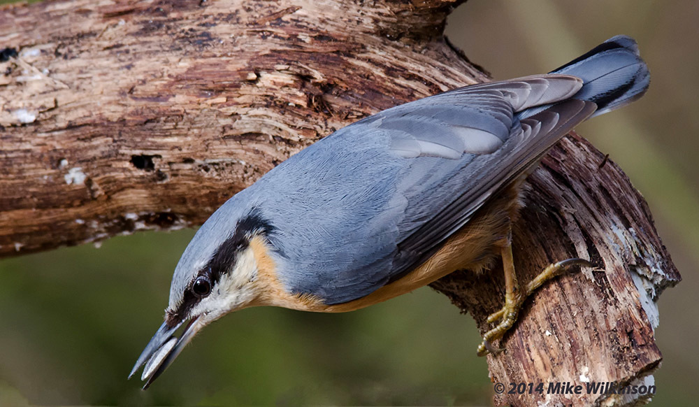 Click image for larger version

Name:	nikon-d7000-sigma-120-400_13108095084_o.jpg
Views:	41
Size:	234.9 KB
ID:	156352