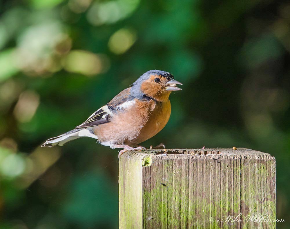 Click image for larger version

Name:	nikon-d7000-sigma-120-400_9877181575_o.jpg
Views:	33
Size:	175.8 KB
ID:	156368