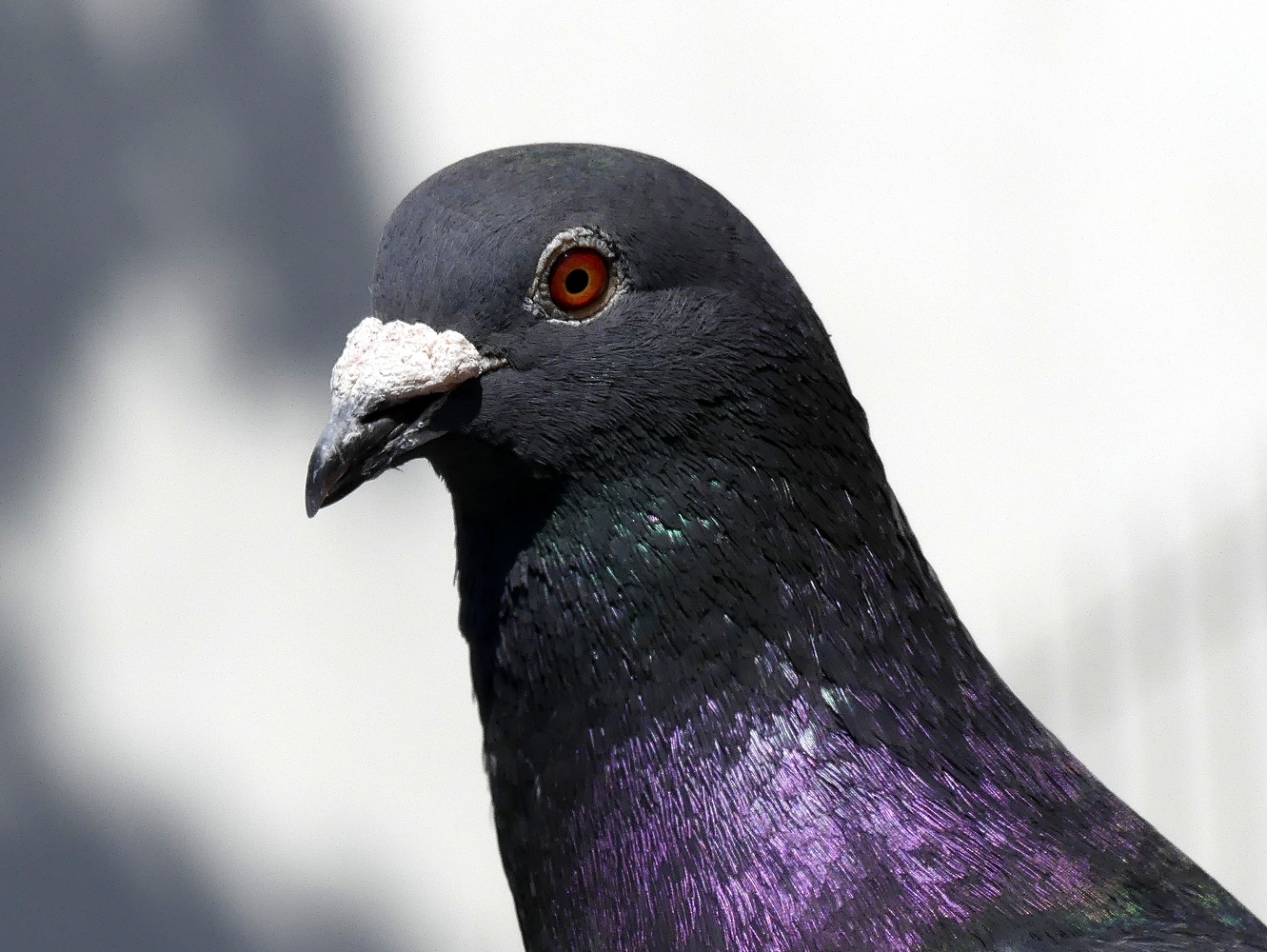 Click image for larger version  Name:	tn__1040578.JPG Views:	0 Size:	898.0 KB ID:	156401