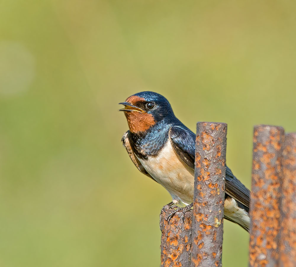 Click image for larger version

Name:	nikon-d7100-sigma-120-400_14675398622_o.jpg
Views:	79
Size:	168.1 KB
ID:	156435