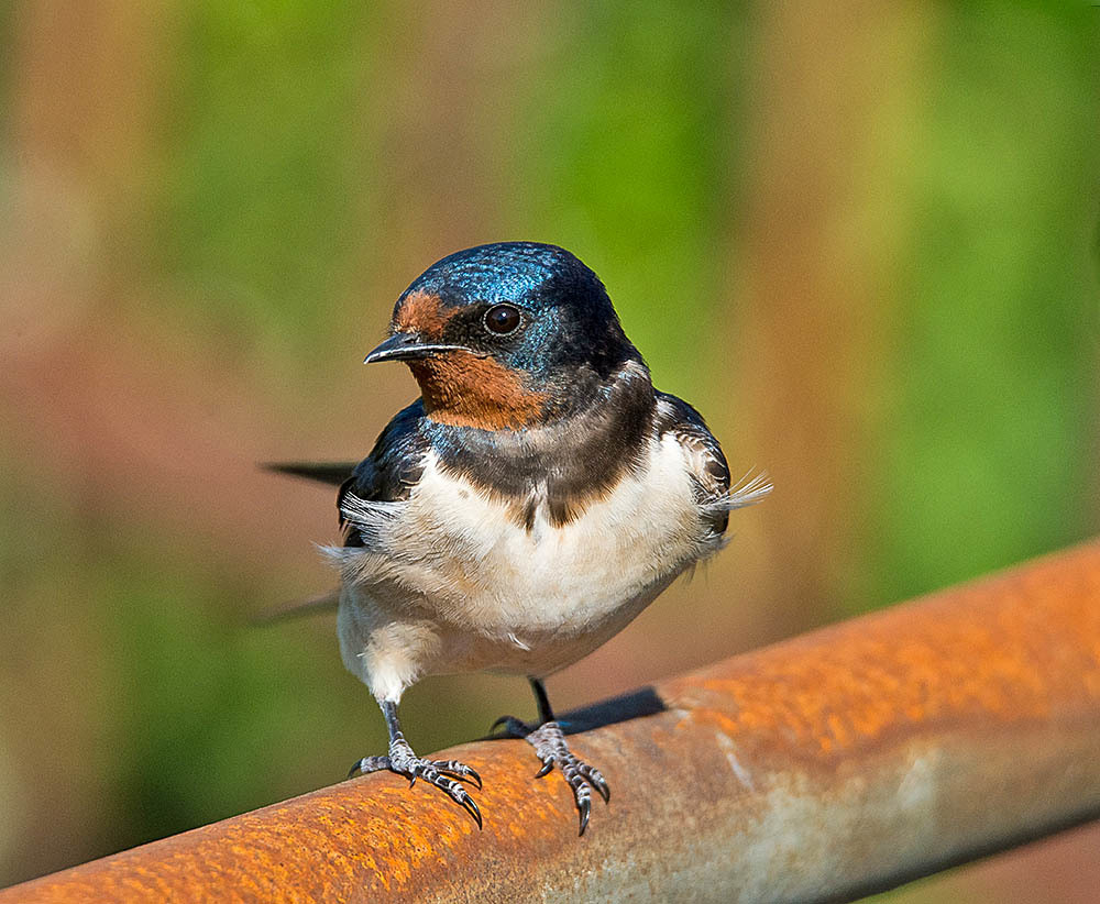 Click image for larger version

Name:	swallow_18228478388_o.jpg
Views:	118
Size:	193.4 KB
ID:	156437