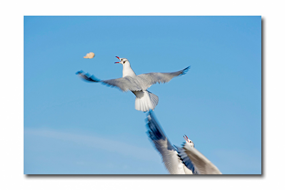 Click image for larger version

Name:	dsc_1988_23176545210_o.jpg
Views:	33
Size:	104.1 KB
ID:	156440