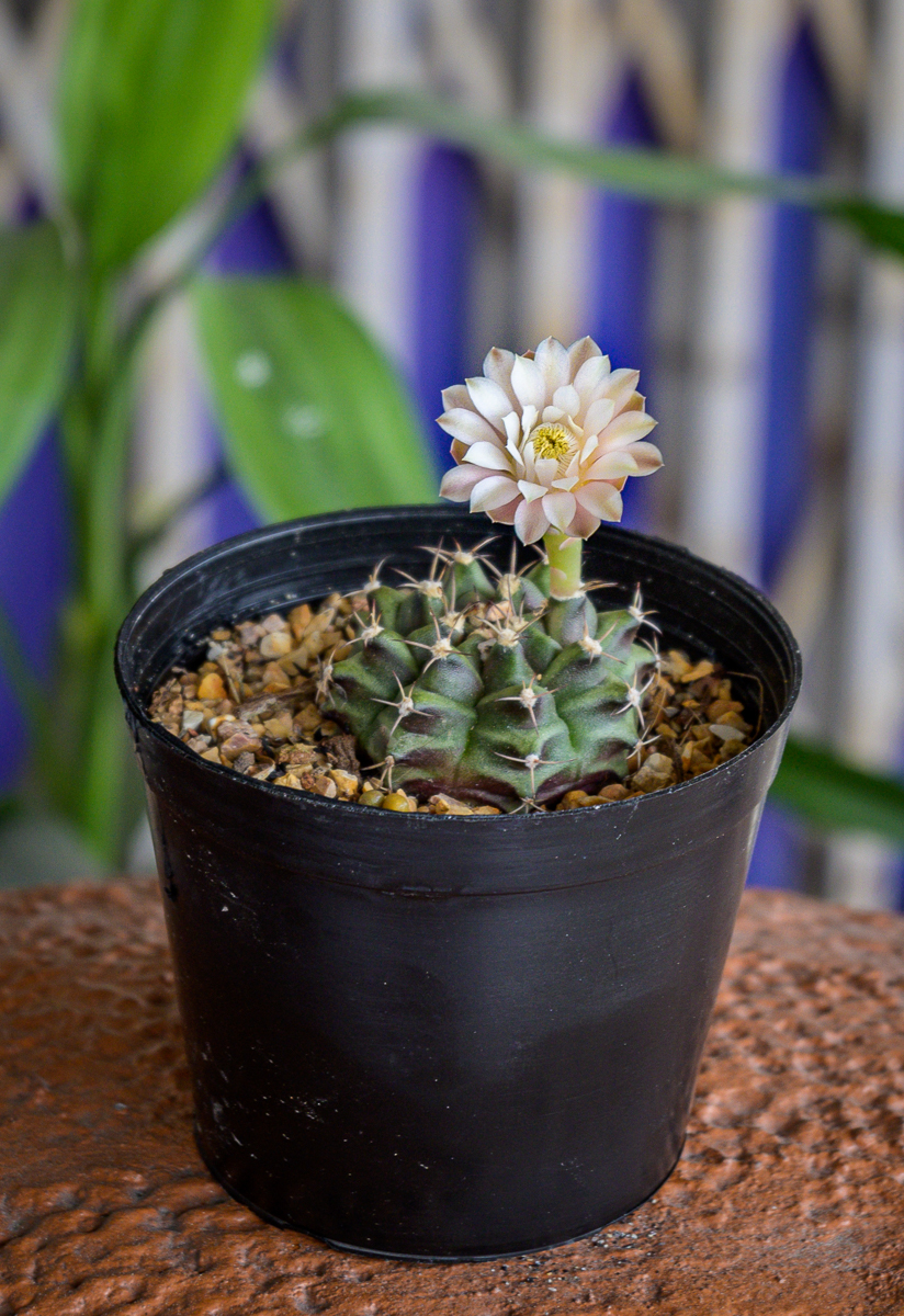 Click image for larger version

Name:	kaktus-1.jpg
Views:	74
Size:	1.01 MB
ID:	156504