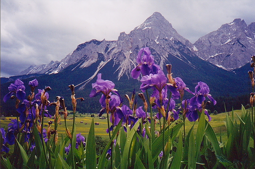 Click image for larger version

Name:	irises in austria hi res dpp 2.JPG
Views:	88
Size:	696.8 KB
ID:	156519