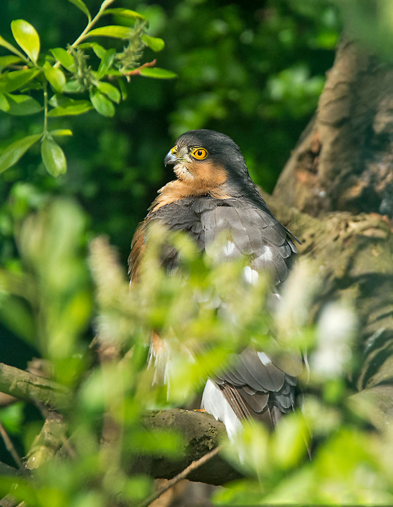 Click image for larger version

Name:	dsc_10012_17370263524_o.jpg
Views:	51
Size:	191.4 KB
ID:	156539