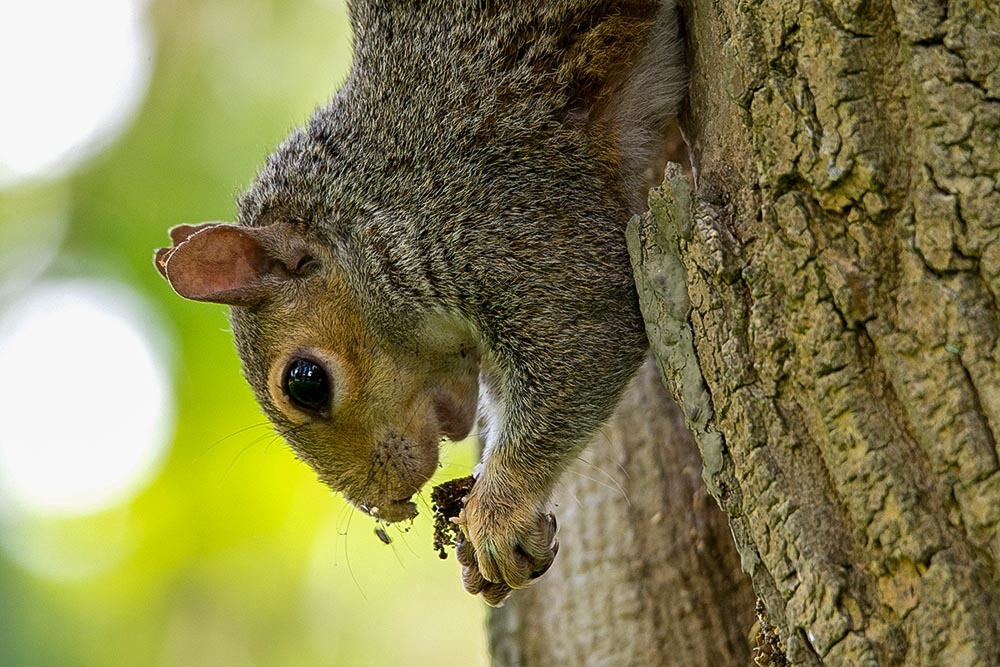 Click image for larger version

Name:	nikon-d7100-tamron-150-60_15123644090_o.jpg
Views:	34
Size:	229.3 KB
ID:	156560