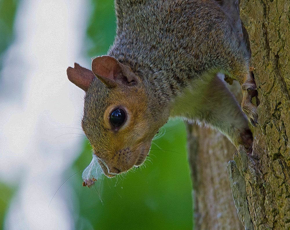 Click image for larger version

Name:	nikon-d7100-tamron-150-60_15123644070_o.jpg
Views:	31
Size:	256.3 KB
ID:	156561