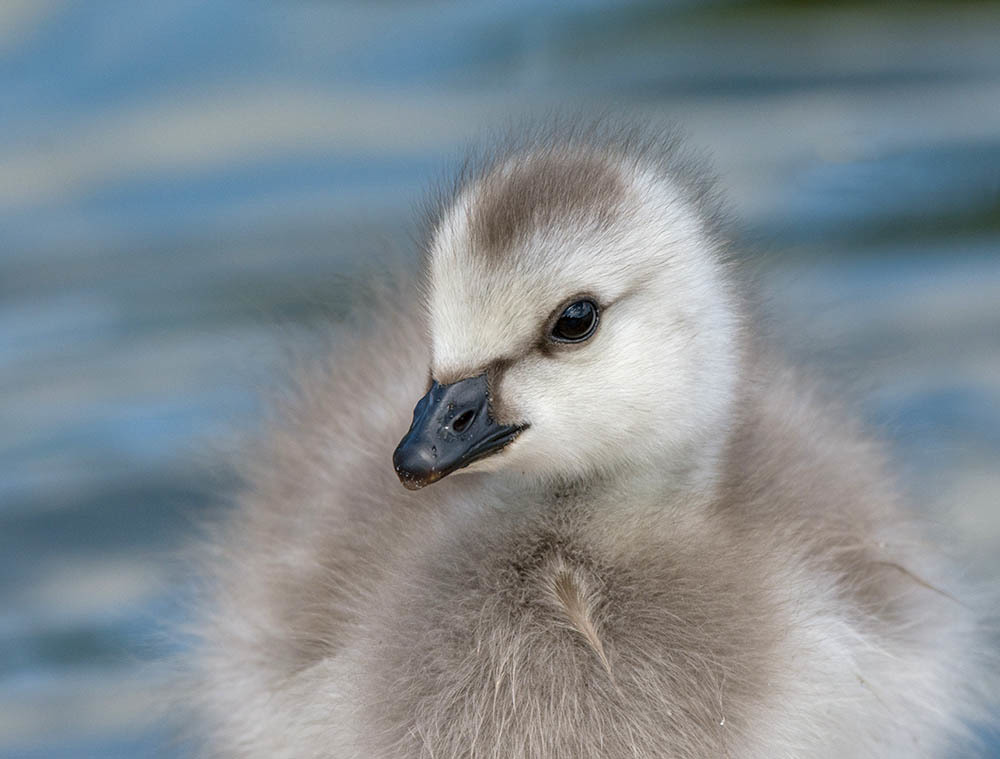 Click image for larger version

Name:	dsc_3688_14286847729_o.jpg
Views:	42
Size:	113.0 KB
ID:	156638