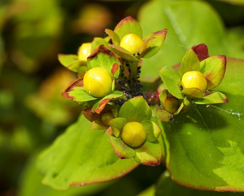 Click image for larger version

Name:	P1010074.jpg
Views:	74
Size:	136.8 KB
ID:	156643