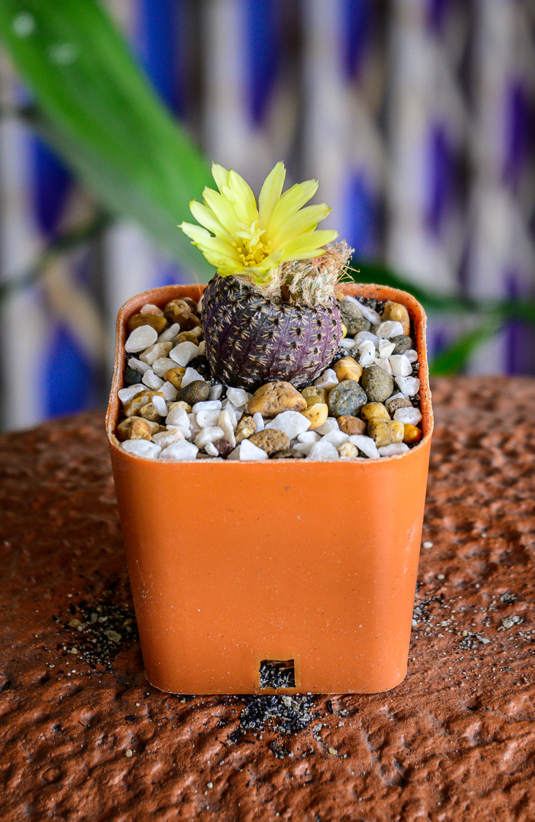 Click image for larger version

Name:	cactus-yellow-1.jpg
Views:	89
Size:	1.16 MB
ID:	156659