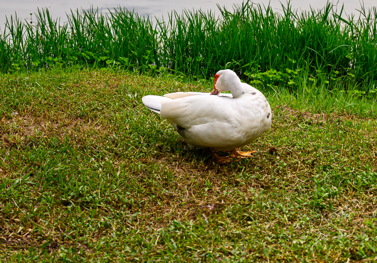 Click image for larger version

Name:	ducky-3.jpg
Views:	66
Size:	1.80 MB
ID:	156662