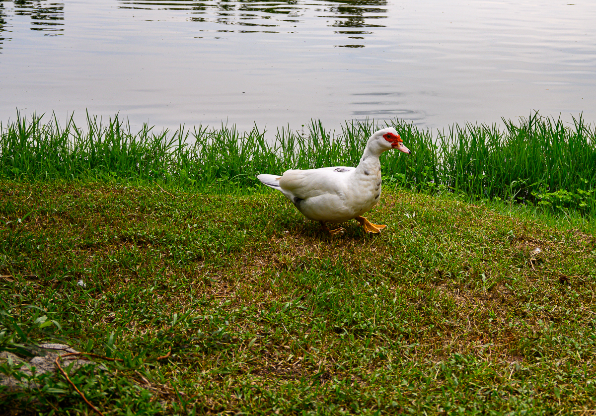 Click image for larger version

Name:	ducky-1.jpg
Views:	66
Size:	1.64 MB
ID:	156663