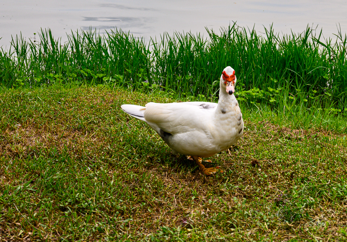 Click image for larger version

Name:	ducky-2.jpg
Views:	63
Size:	1.71 MB
ID:	156664
