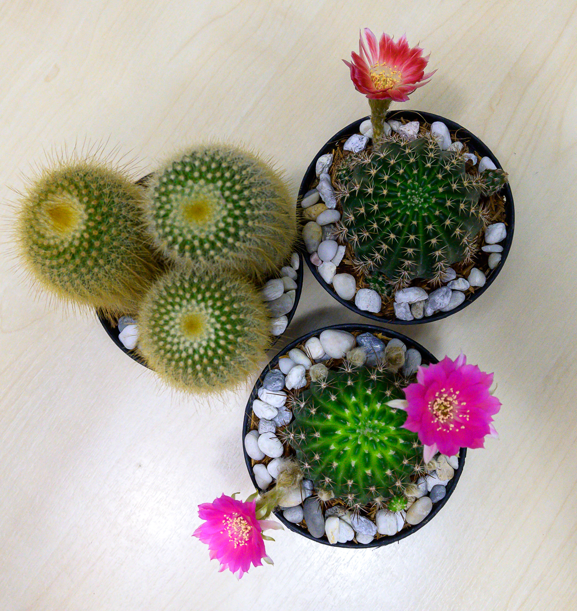 Click image for larger version

Name:	a-new-cactus-1.jpg
Views:	61
Size:	1.78 MB
ID:	156753