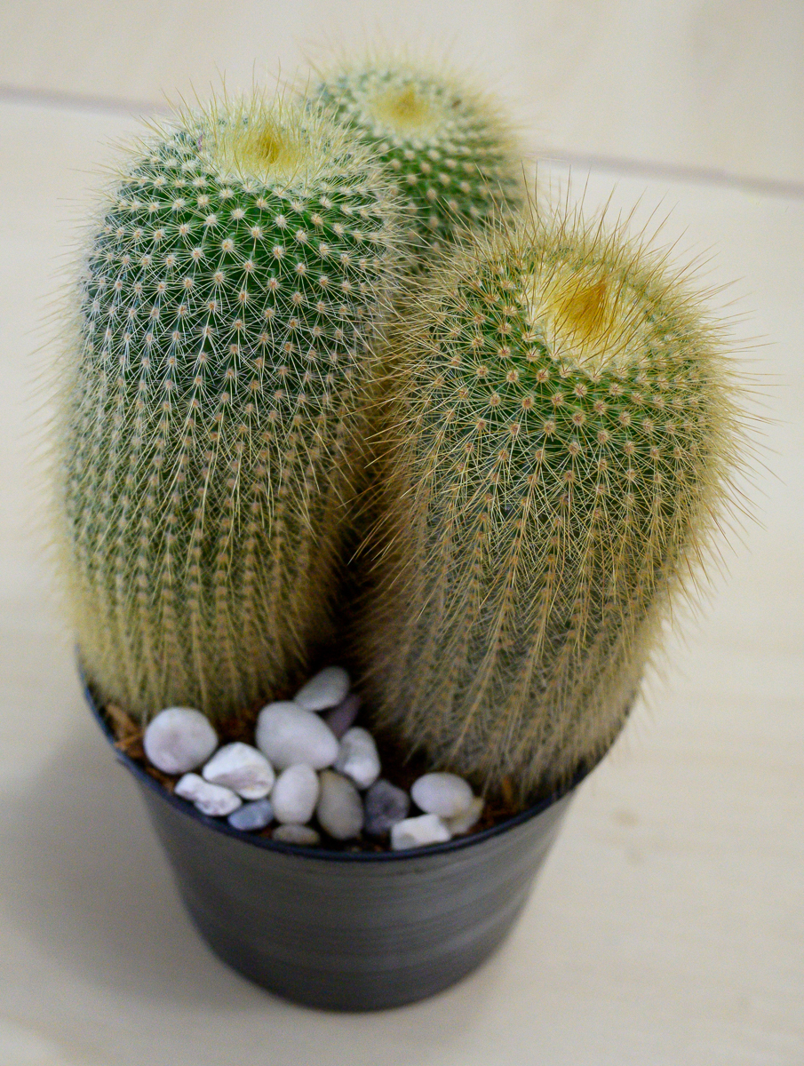 Click image for larger version

Name:	newcactus-3.jpg
Views:	67
Size:	1.32 MB
ID:	156754