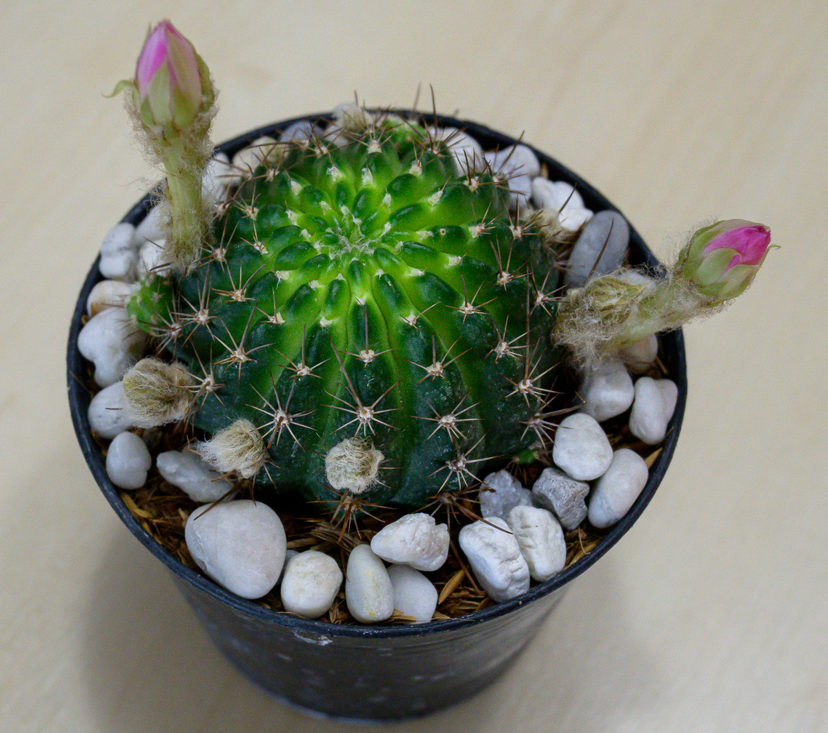 Click image for larger version

Name:	newcactus-2.jpg
Views:	83
Size:	1.73 MB
ID:	156755