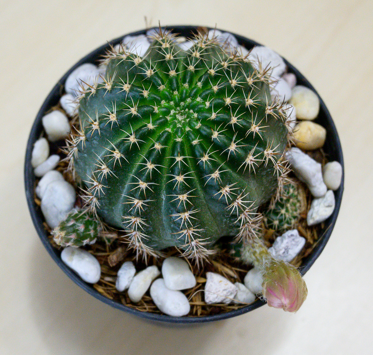 Click image for larger version

Name:	newcactus-1.jpg
Views:	65
Size:	1.91 MB
ID:	156756