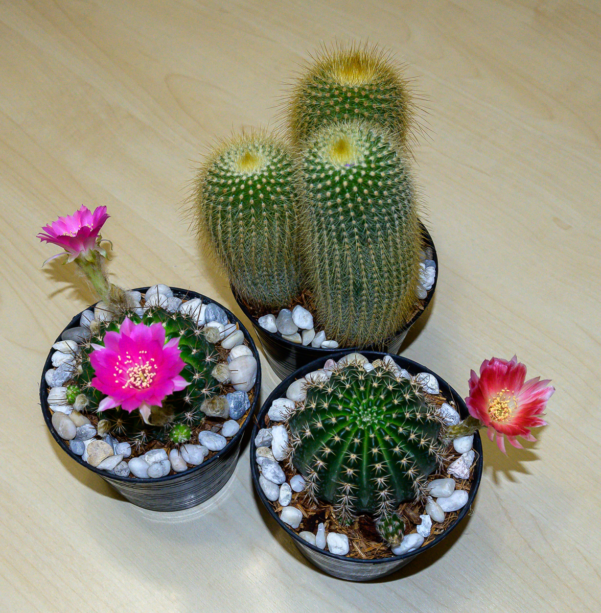 Click image for larger version

Name:	a-new-cactus-7.jpg
Views:	64
Size:	1.91 MB
ID:	156757