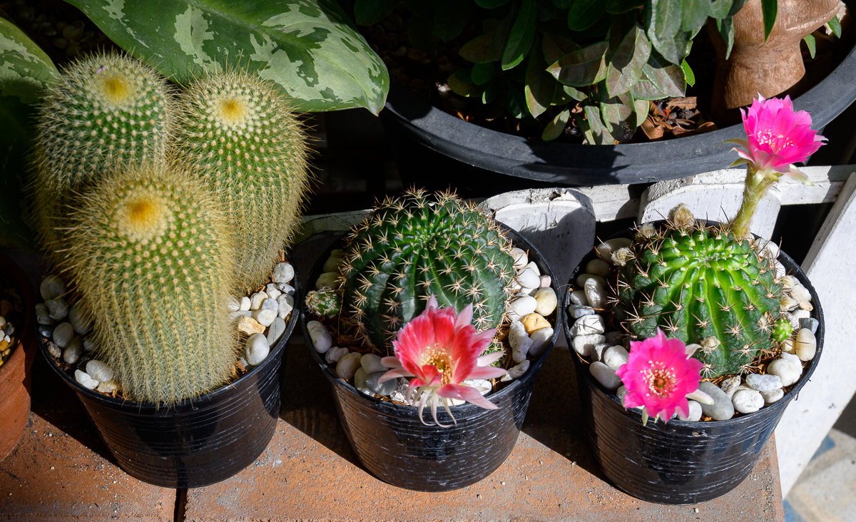 Click image for larger version

Name:	morning-2.jpg
Views:	79
Size:	1.15 MB
ID:	156759