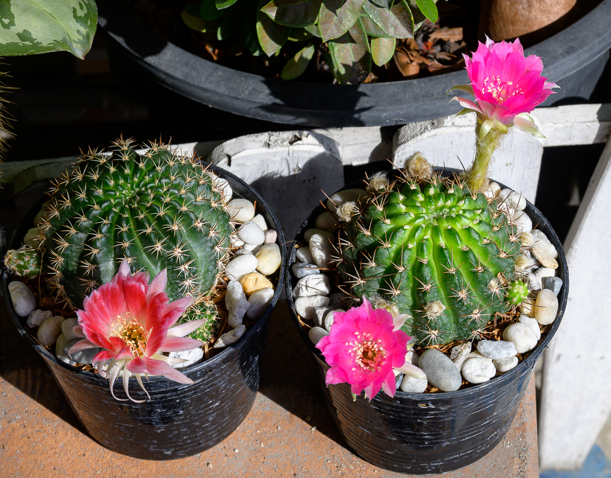 Click image for larger version

Name:	morning-1.jpg
Views:	59
Size:	1.28 MB
ID:	156760