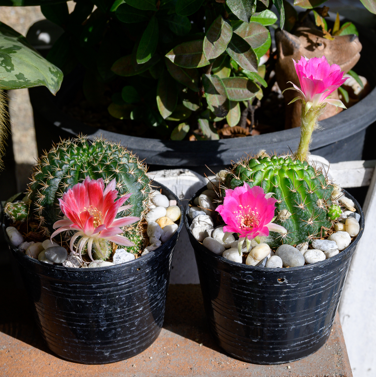 Click image for larger version

Name:	morning-3.jpg
Views:	71
Size:	1.44 MB
ID:	156761