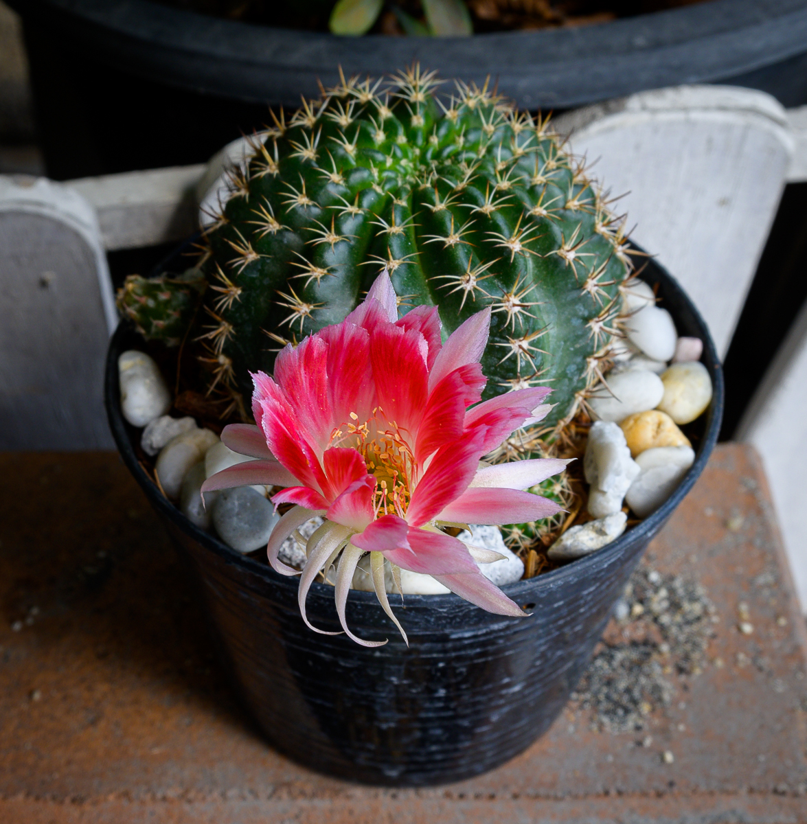 Click image for larger version

Name:	sunny-morning-3.jpg
Views:	74
Size:	1.09 MB
ID:	156763