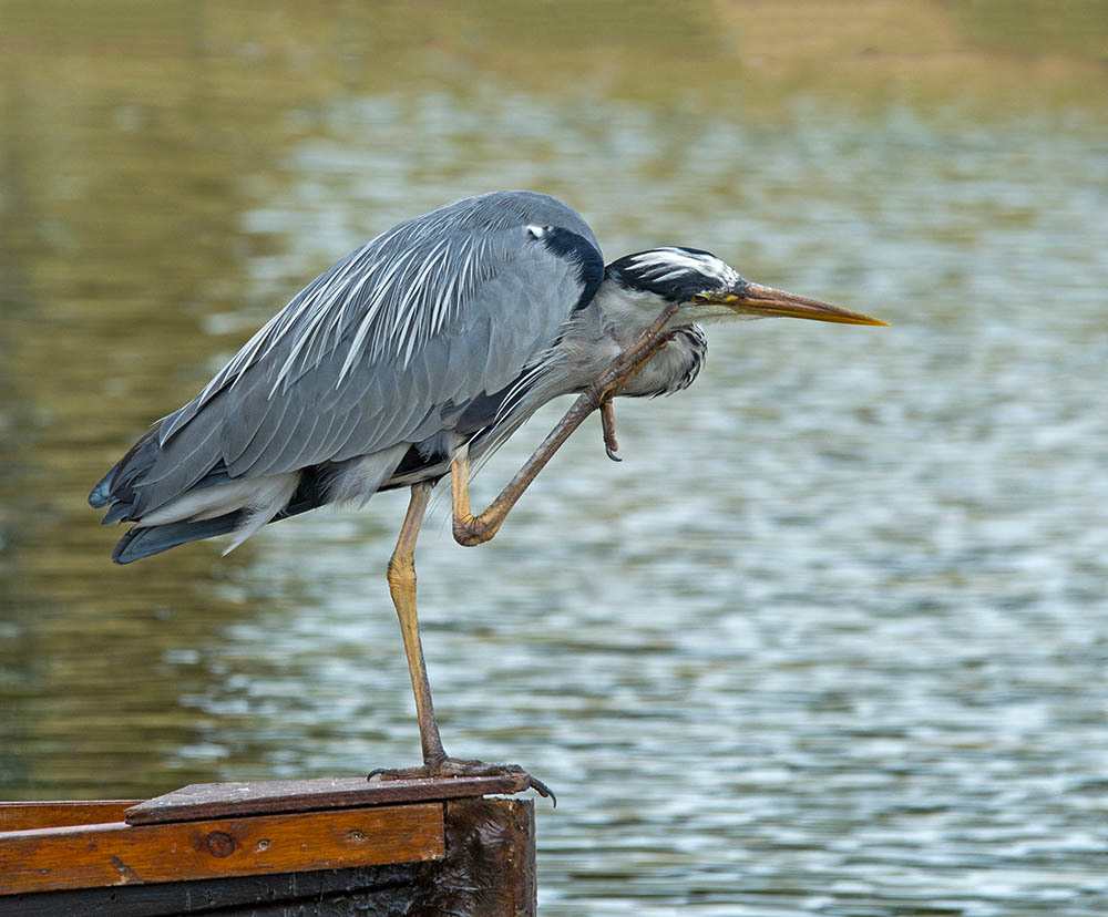 Click image for larger version

Name:	nikon-d7100-sigma-120-400_14398080418_o.jpg
Views:	64
Size:	166.0 KB
ID:	156767