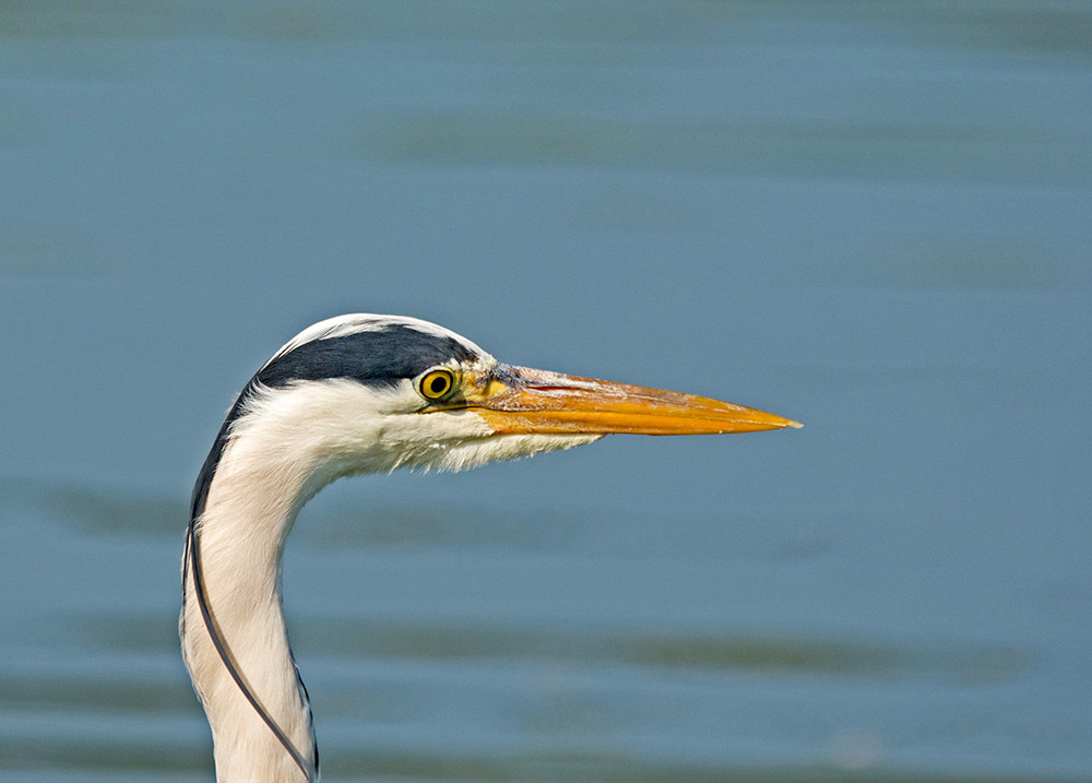 Click image for larger version

Name:	nikon-d7100-sigma-120-400_14320927595_o.jpg
Views:	44
Size:	145.5 KB
ID:	156768