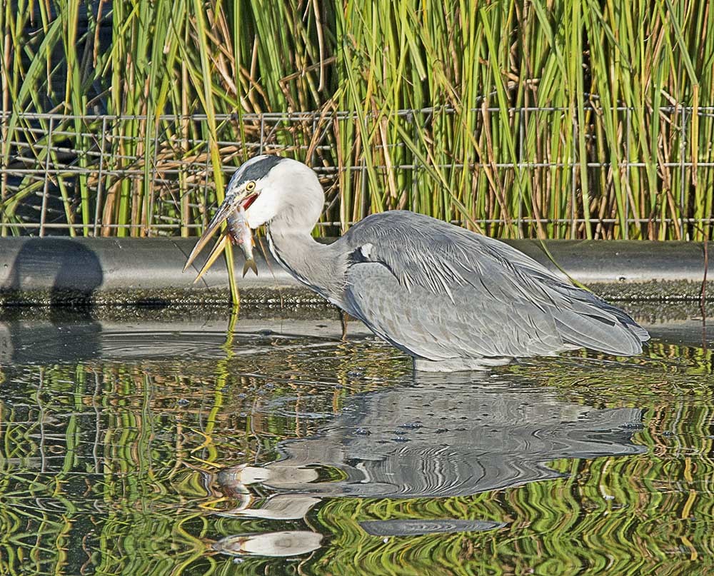 Click image for larger version

Name:	nikon-d7100-tamron-150-600_15533804695_o.jpg
Views:	25
Size:	317.6 KB
ID:	156769