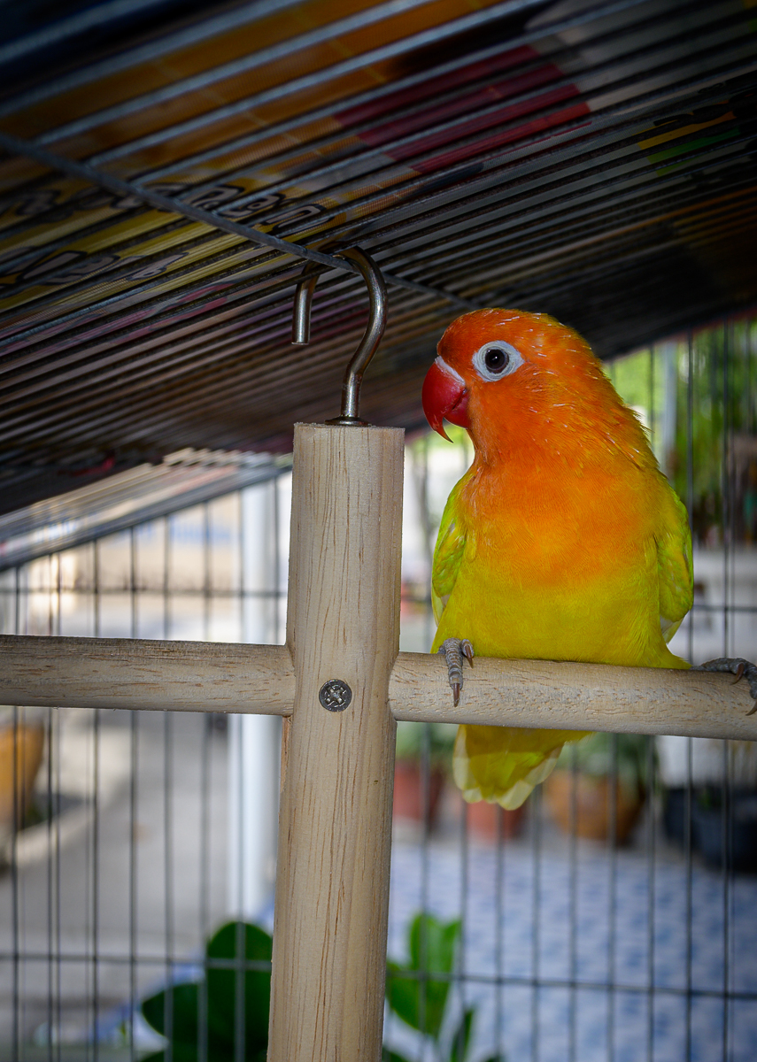 Click image for larger version

Name:	birdy-2.jpg
Views:	95
Size:	888.8 KB
ID:	156776