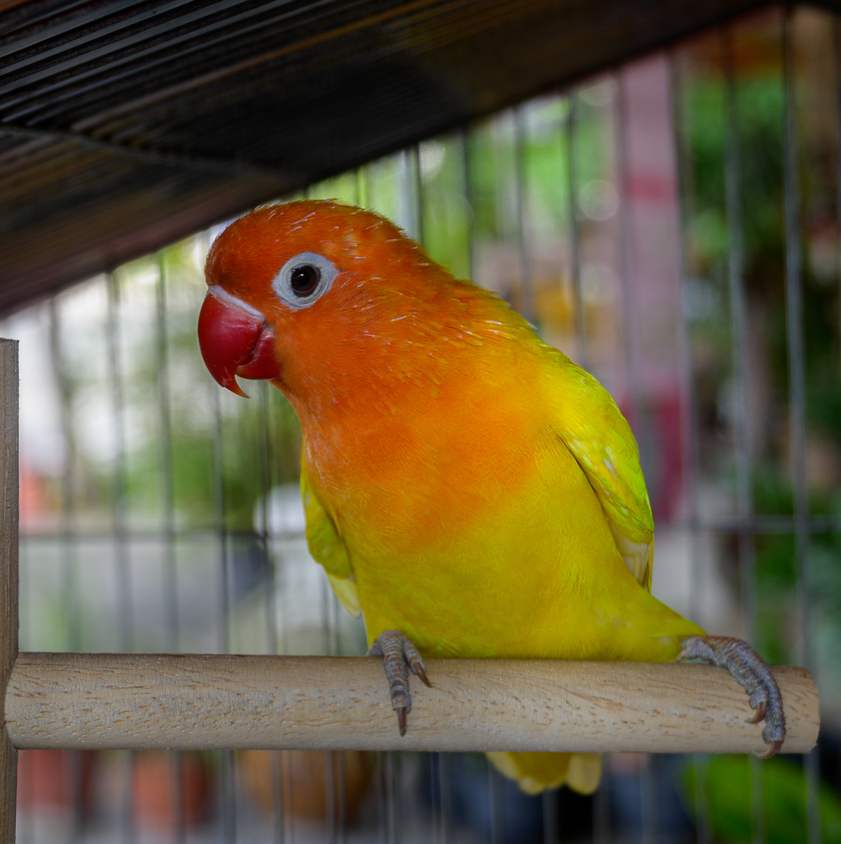 Click image for larger version

Name:	birdy-3.jpg
Views:	86
Size:	1.05 MB
ID:	156777