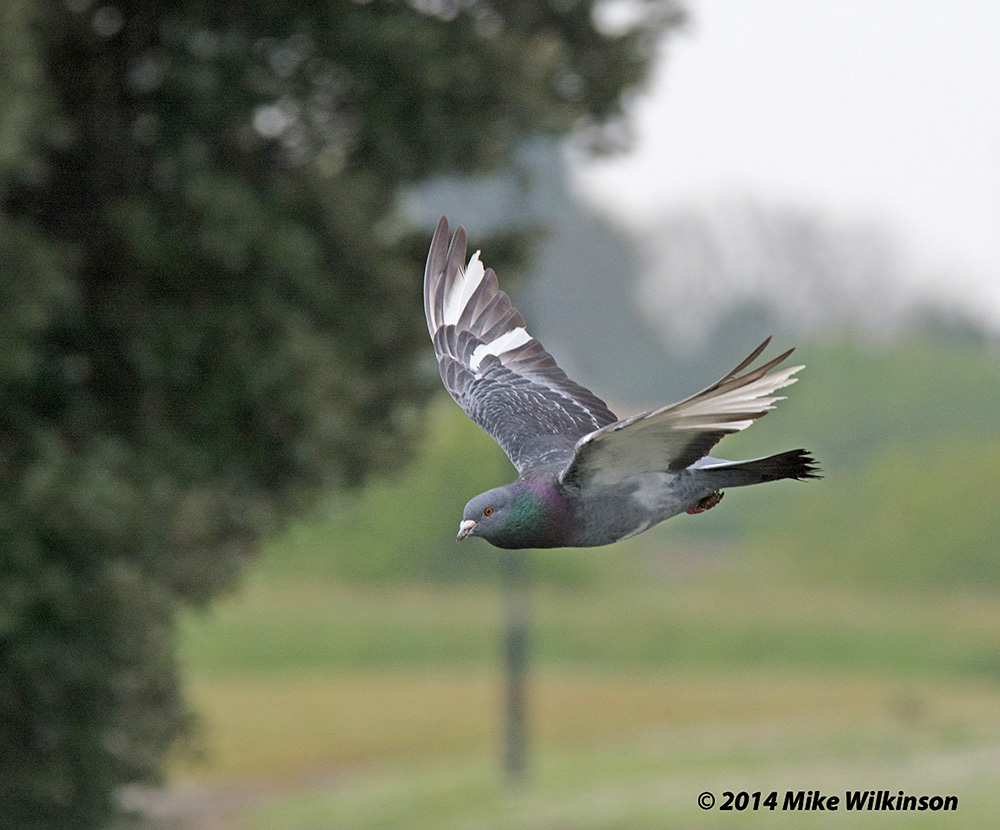 Click image for larger version

Name:	nikon-d7100-sigma-120-400_14031981815_o.jpg
Views:	62
Size:	237.7 KB
ID:	156798