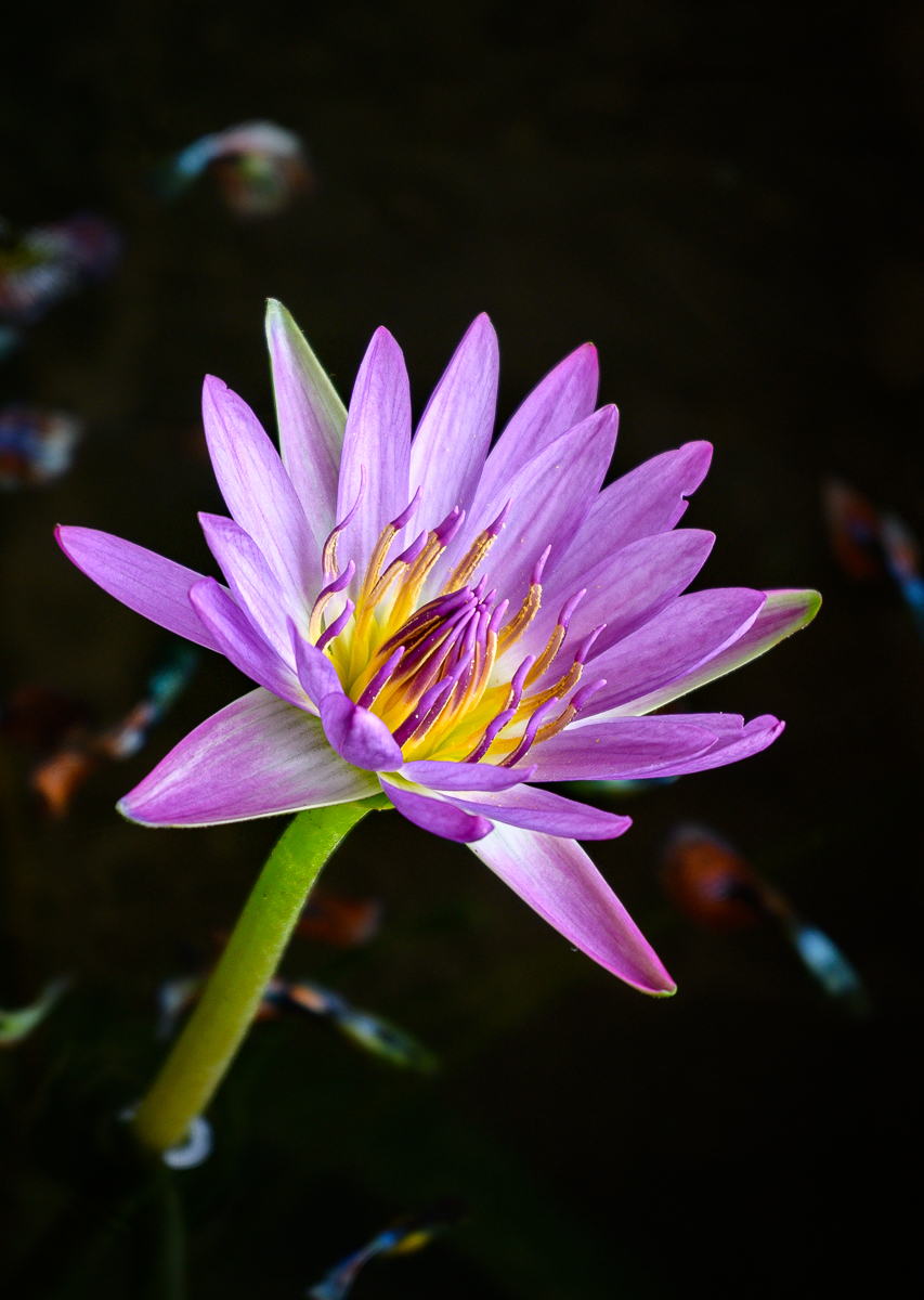 Click image for larger version

Name:	blume-1.jpg
Views:	72
Size:	733.0 KB
ID:	156808