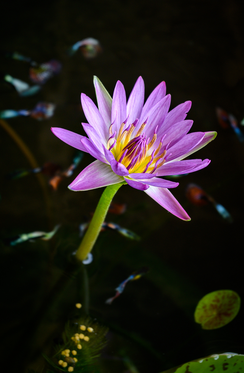 Click image for larger version

Name:	blume-3.jpg
Views:	57
Size:	626.0 KB
ID:	156809