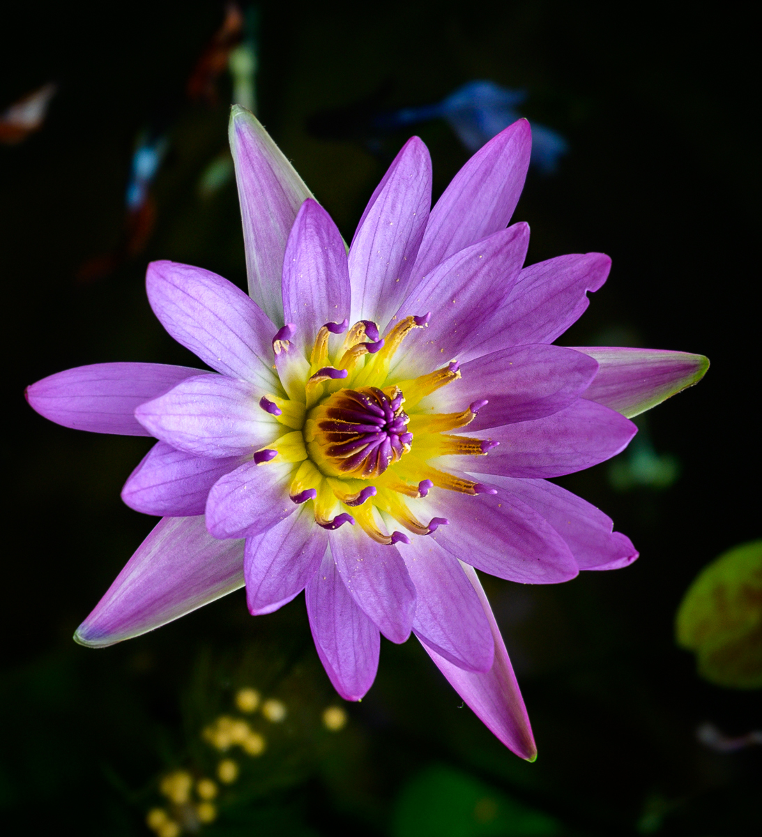 Click image for larger version

Name:	blume-2.jpg
Views:	60
Size:	925.3 KB
ID:	156810