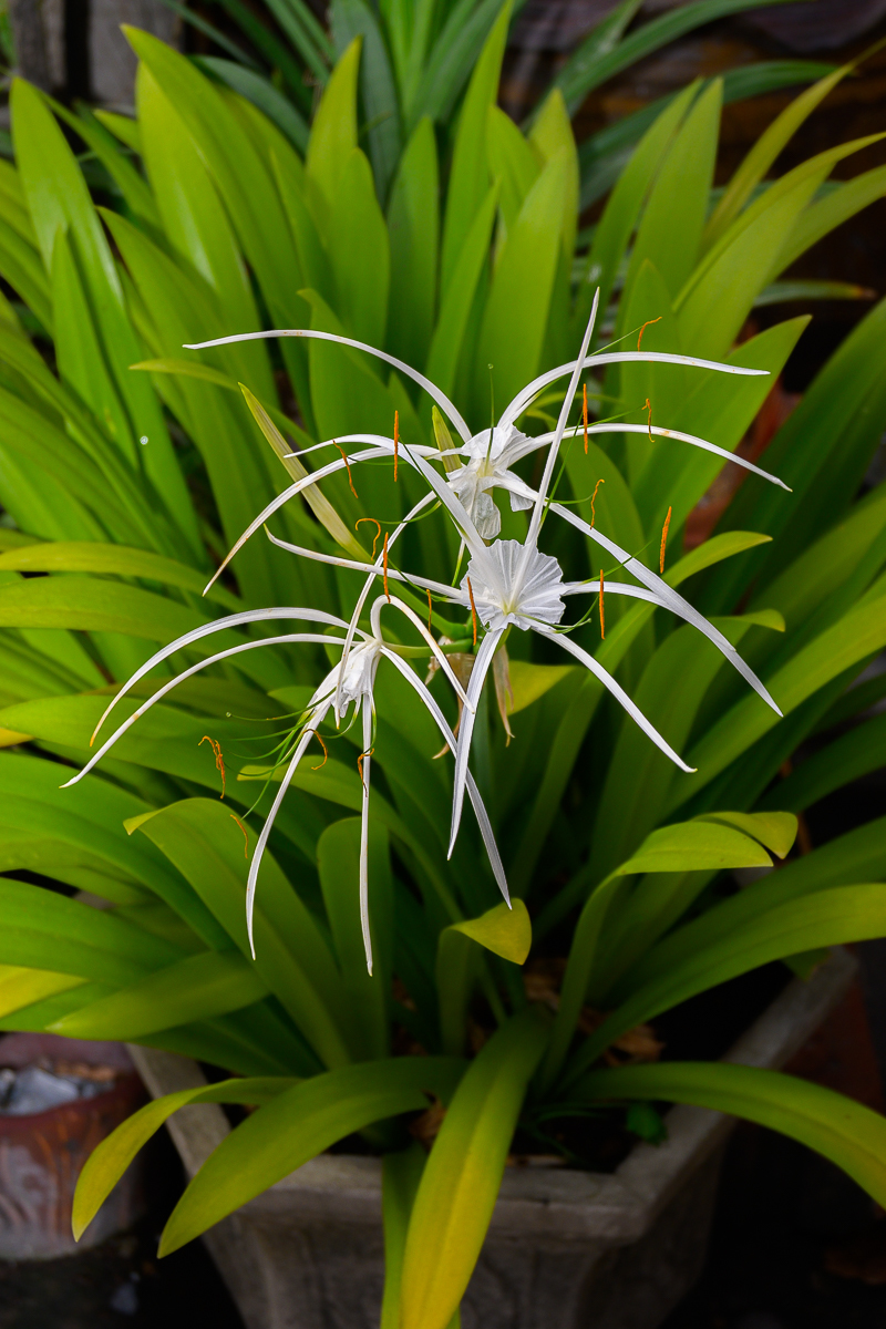 Click image for larger version

Name:	spider-lilie-2.jpg
Views:	87
Size:	736.3 KB
ID:	156822