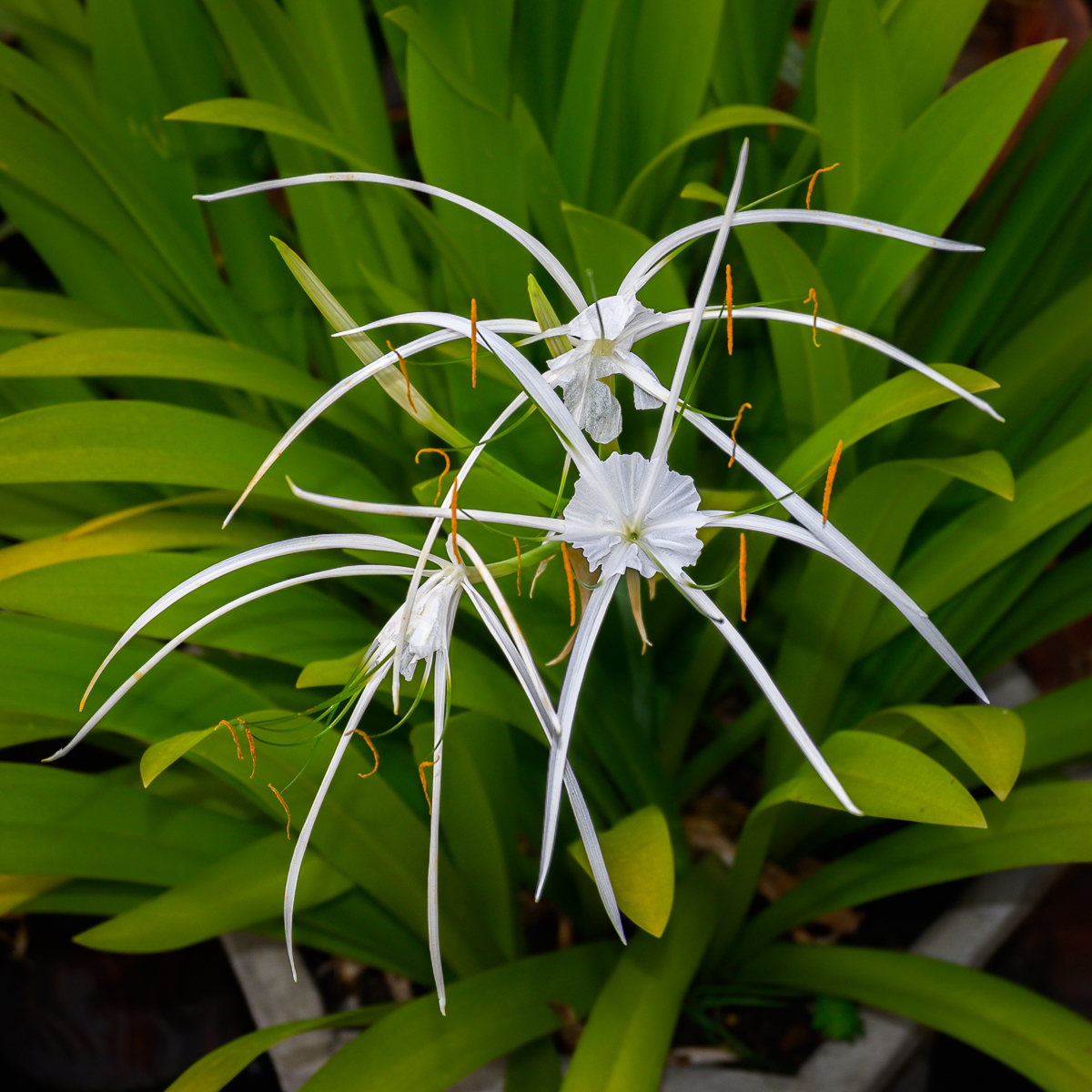 Click image for larger version

Name:	spider-lilie-1.jpg
Views:	273
Size:	1.14 MB
ID:	156823