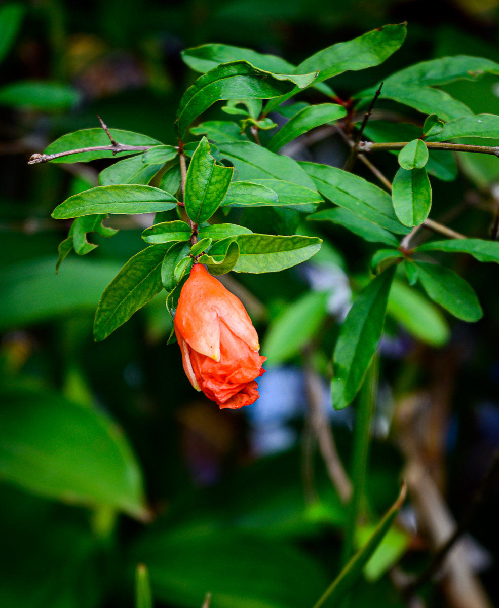 Click image for larger version

Name:	morning-flower-1-2.jpg
Views:	80
Size:	1.00 MB
ID:	156877