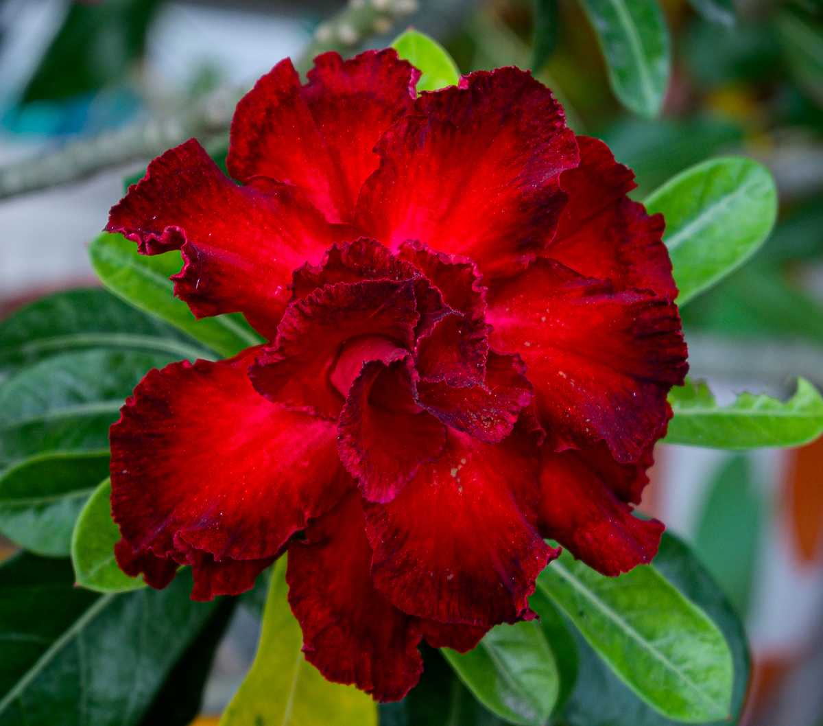 Click image for larger version

Name:	morning-flower-2.jpg
Views:	70
Size:	1.29 MB
ID:	156879