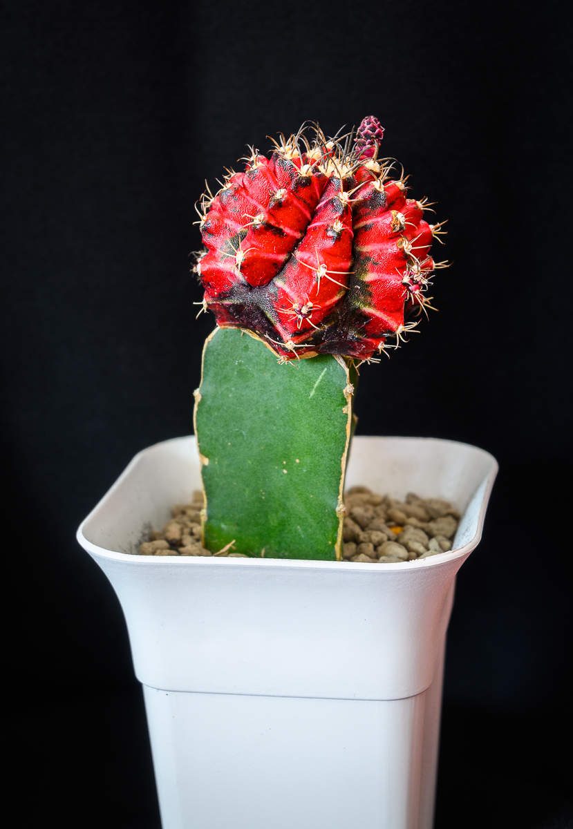 Click image for larger version

Name:	red-2.jpg
Views:	80
Size:	605.2 KB
ID:	156924