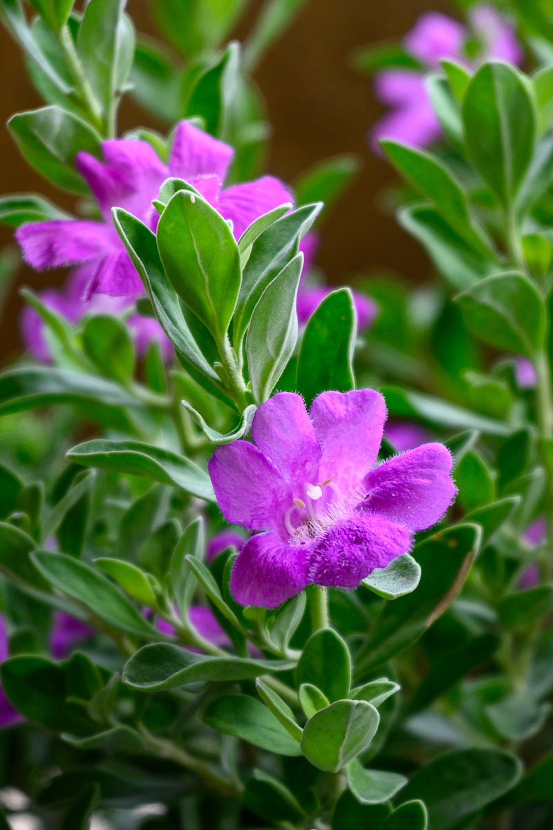 Click image for larger version

Name:	tiny-purple-new-2-2.jpg
Views:	68
Size:	977.8 KB
ID:	156939