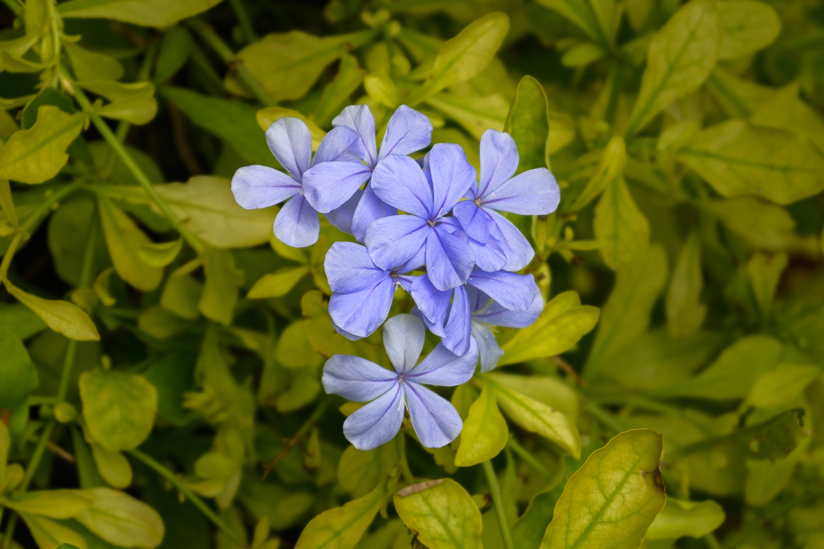 Click image for larger version

Name:	purple-tiny-one-1.jpg
Views:	67
Size:	722.5 KB
ID:	156957