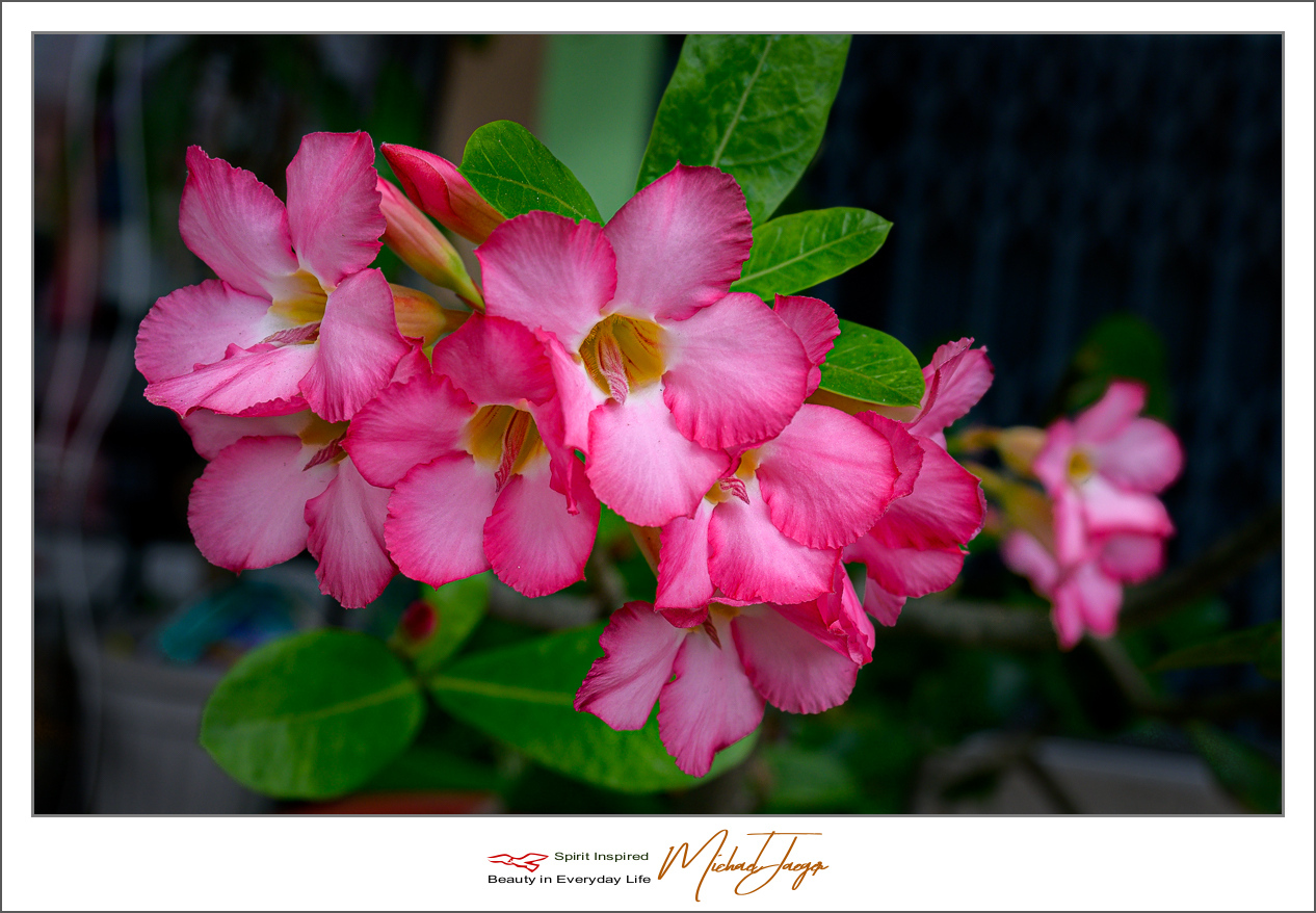 Click image for larger version

Name:	ype-front-2.jpg
Views:	67
Size:	583.3 KB
ID:	156977