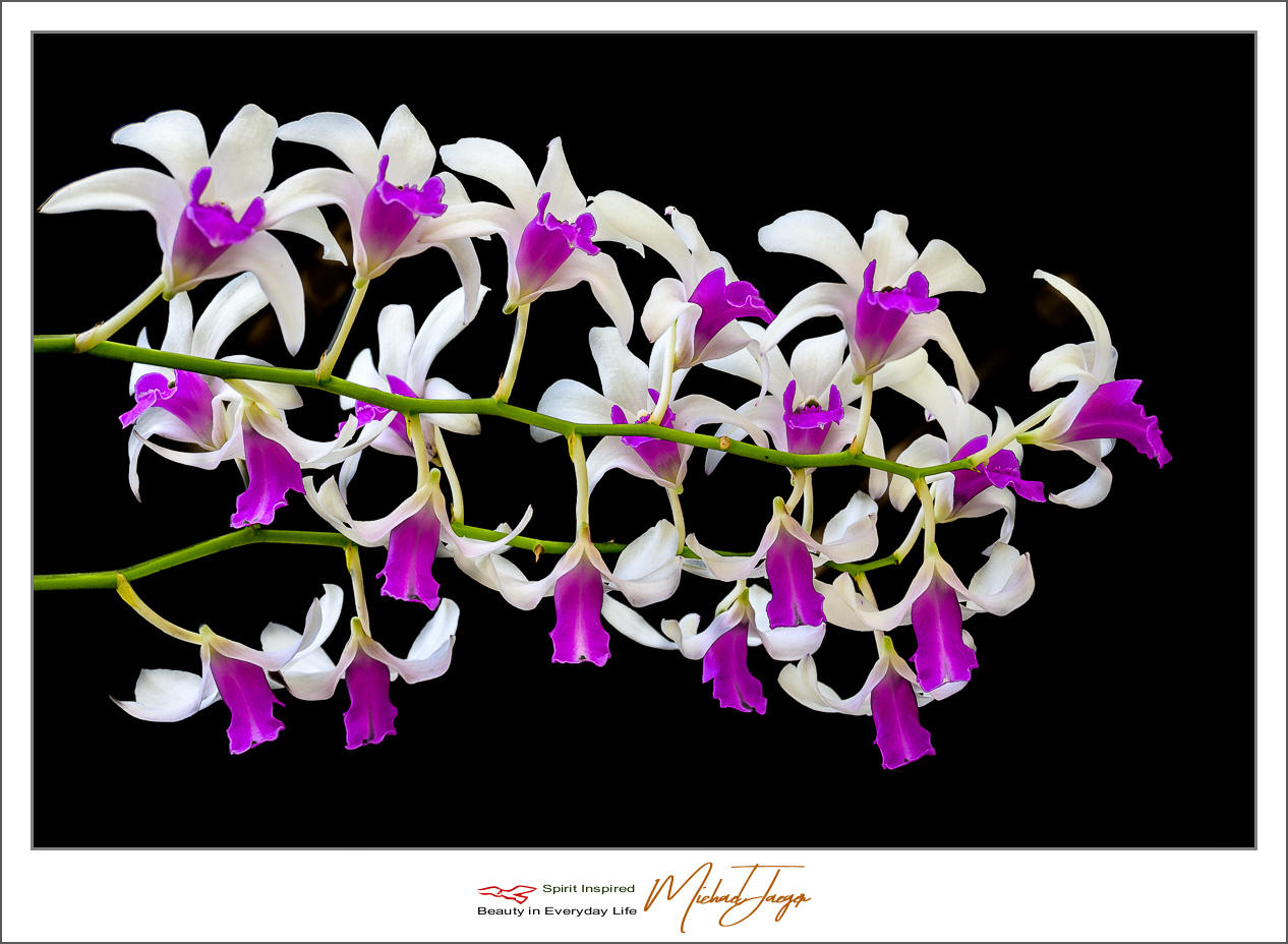 Click image for larger version

Name:	orchid-1-3.jpg
Views:	65
Size:	639.7 KB
ID:	156993