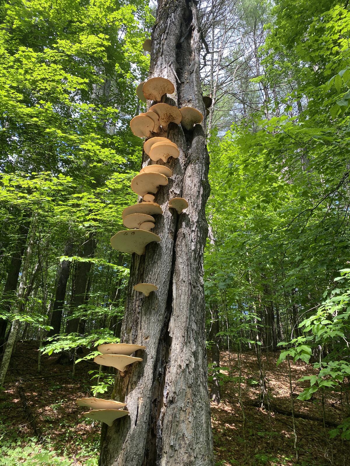 Click image for larger version

Name:	2115B93C-28F9-4F45-BF4A-51AC7B8C792C.jpeg
Views:	58
Size:	665.9 KB
ID:	156996