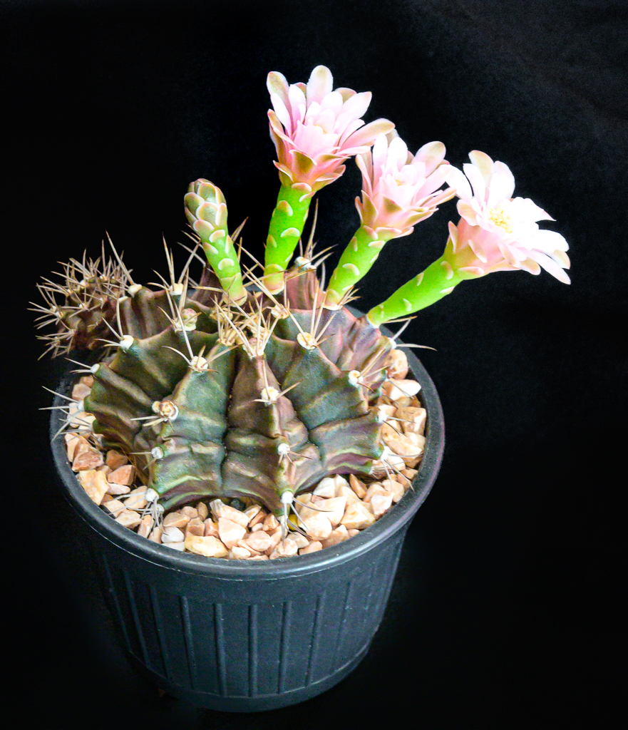 Click image for larger version

Name:	cactus-pink-may-1-2.jpg
Views:	69
Size:	909.0 KB
ID:	157013