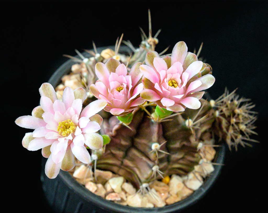 Click image for larger version

Name:	cactus-pink-may-1.jpg
Views:	61
Size:	867.8 KB
ID:	157014
